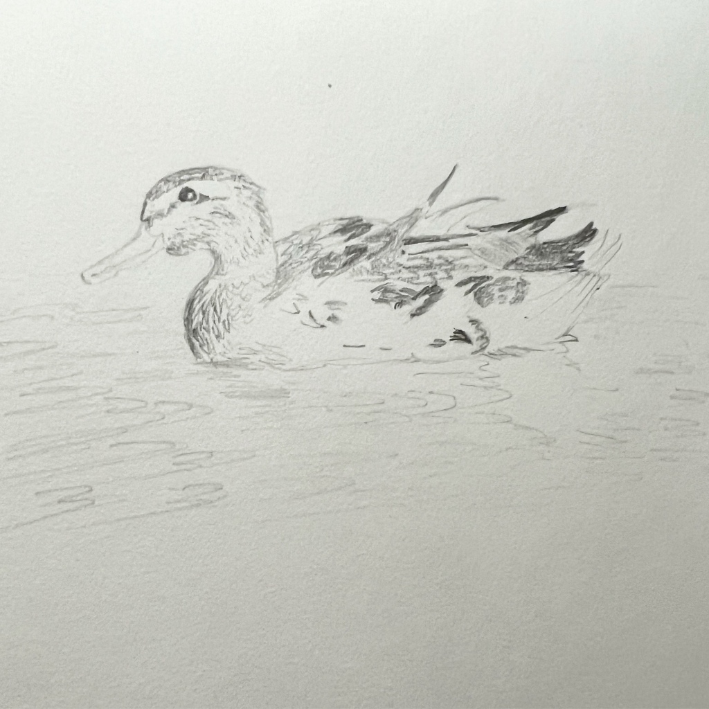 Duck pencil drawing 